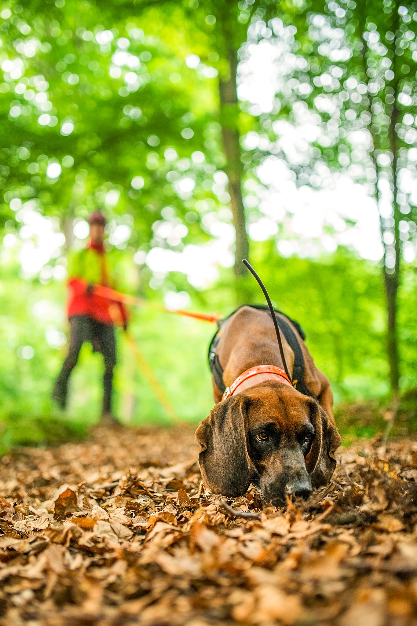 Anerkennung Fährtenhund