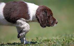 Neue Schweißhundeführer ausgebildet